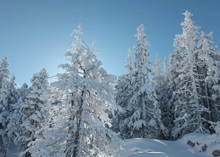 Au Chasseur Apartment Colmar